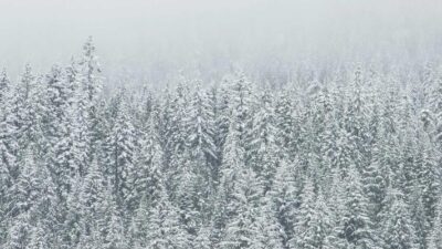 Facebook Algorithm Secrets: How SMM Panels Can Help You Hack the Feed